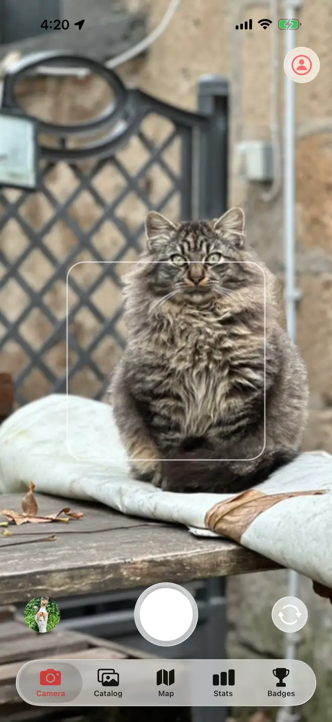 The in-app camera viewfinder framing a long-haired tabby sitting on a rolled tarp, with the shutter button below it and the Camera tab selected