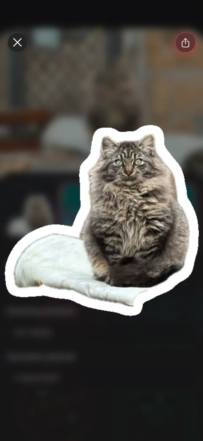 A long-haired tabby lifted out of its photograph as a white-bordered sticker, floating over the blurred original